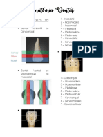 Anatomia dental