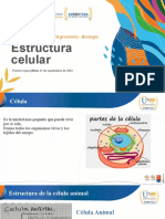 Estructura Celular (Celula Animal - Celula Procariota)