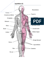 Músculos - Trastornos de Los Huesos, Articulaciones y Músculos - Manual MSD Versión para Público General
