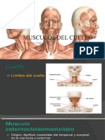 Musculos Del Cuello