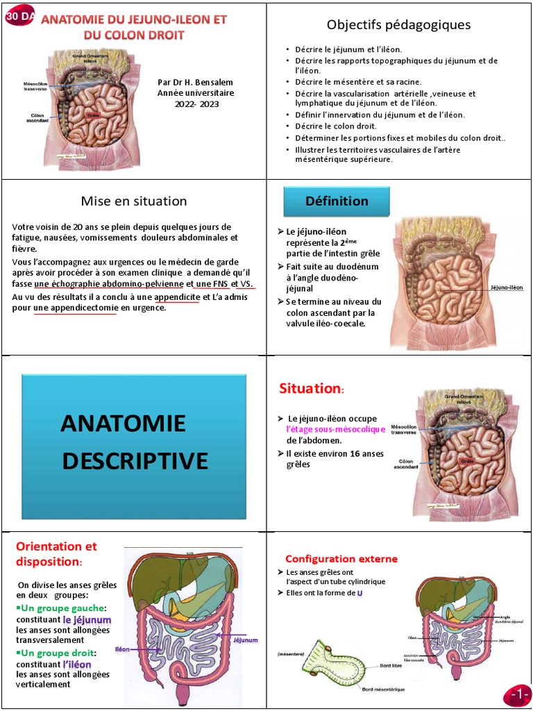 05.JéjunoIléon Et Colon Droit. PDF Péritoine Appareil digestif — free download