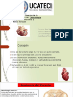 Corazón: estructura, funciones y vascularización