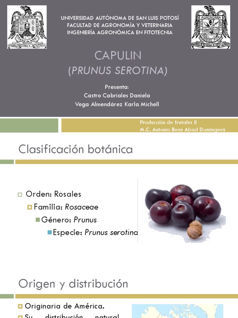 Características del Capulín (Prunus serotina) | PDF | Organismos ...