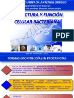 ESTRUCTURA BACTERIANA - 1 Semana