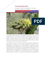 Cultivo de Pitaya en Perú para mercado interno