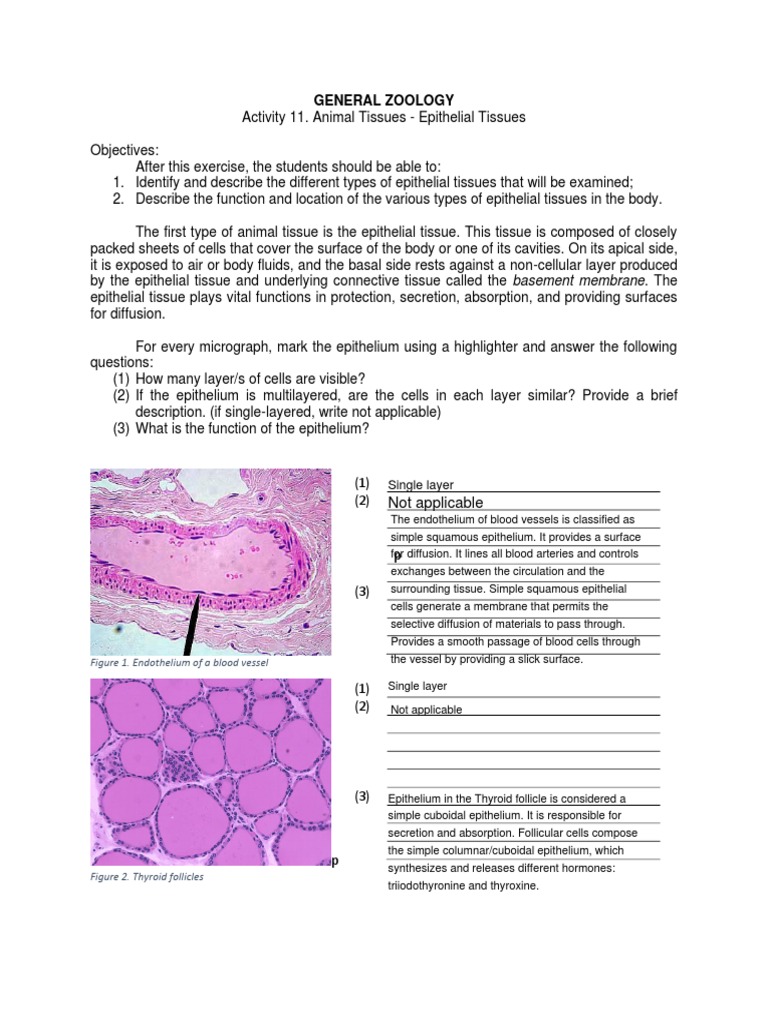 A11. Epithelial Tissue | PDF | Epithelium | Tissue (Biology)