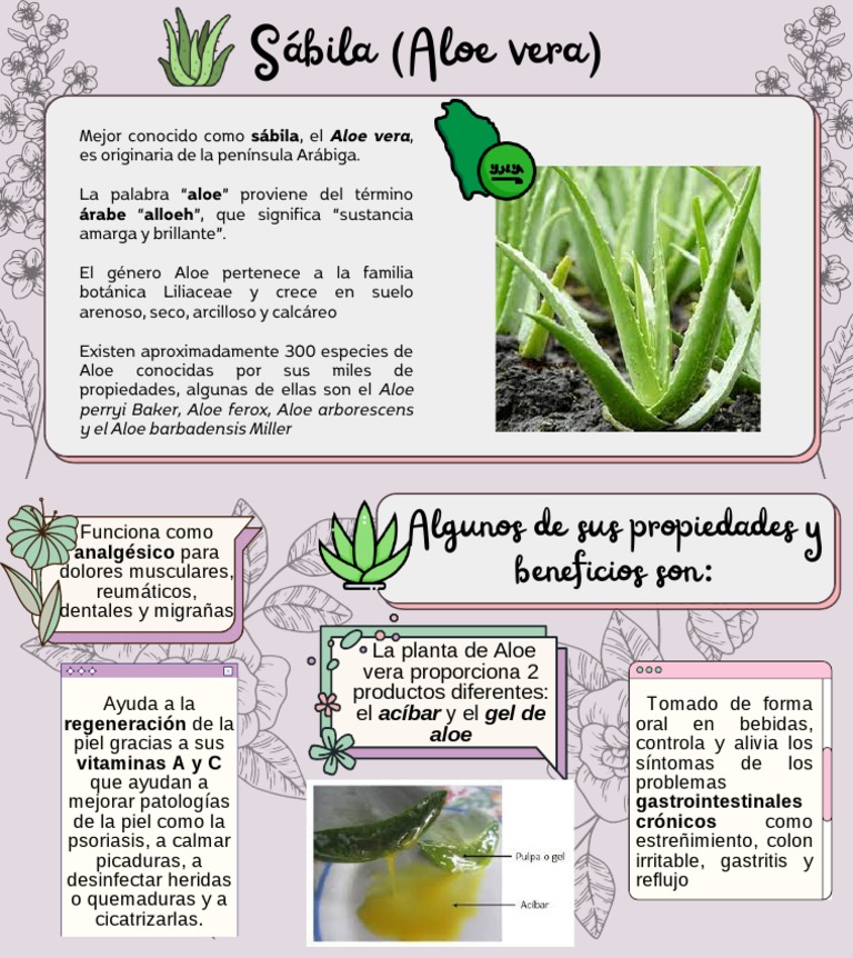 Propiedades y beneficios de la sábila | PDF | Salud y bienestar