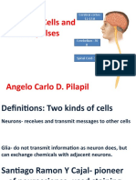 Physio 2-Neurons