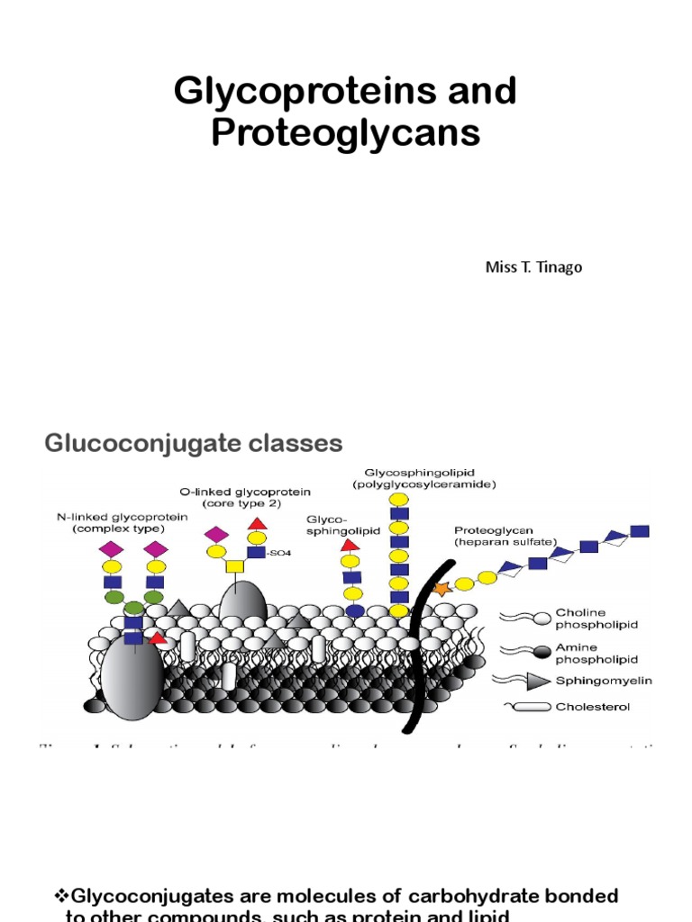 Glycoproteins and Proteoglycans TTV PDF Extracellular Matrix
