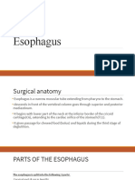 Esophagus Anatomy and Clinical Significance