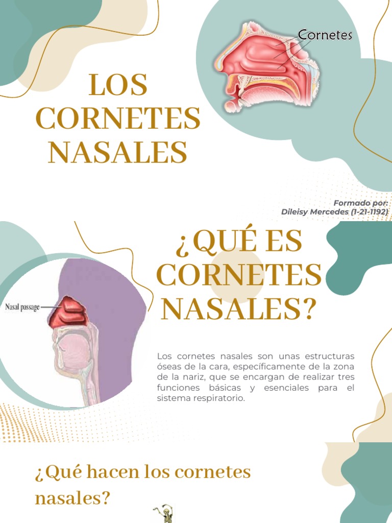 Nasales PDF