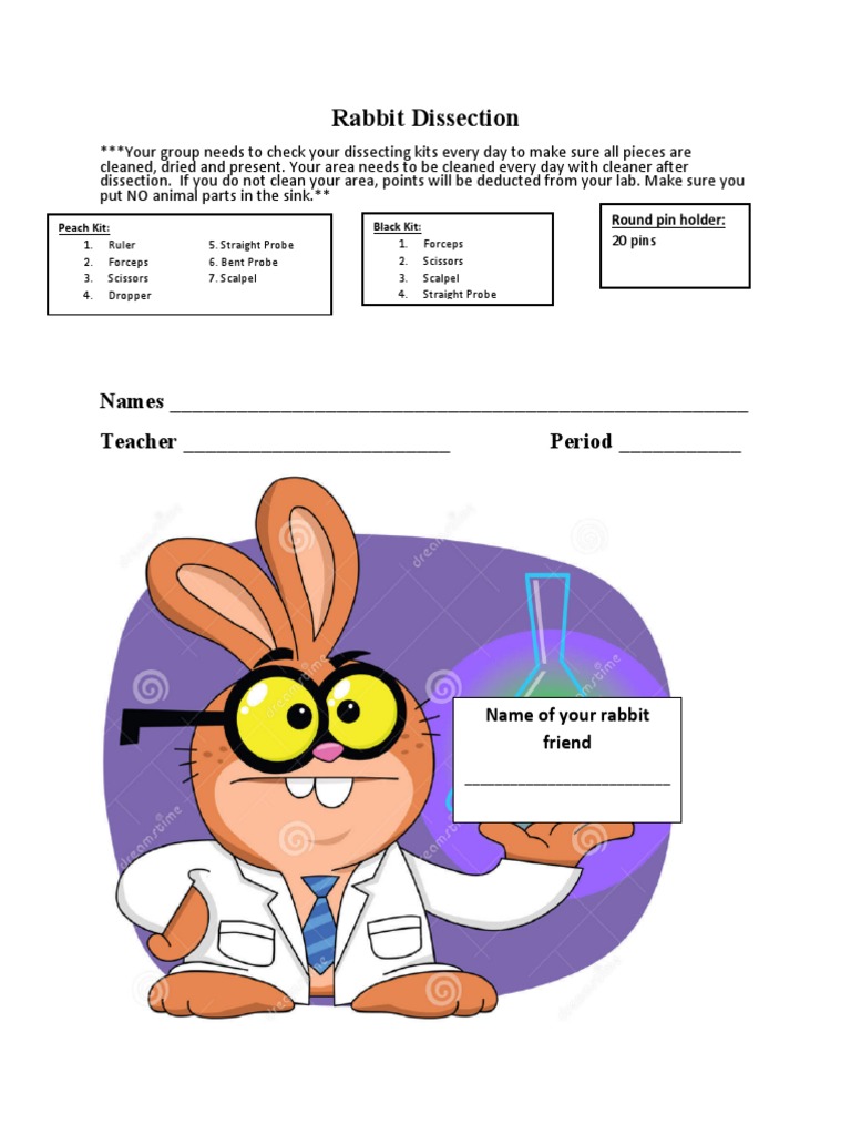 Rabbit Dissection Packet | PDF