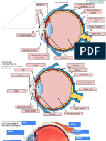Eye Anatomy (R)