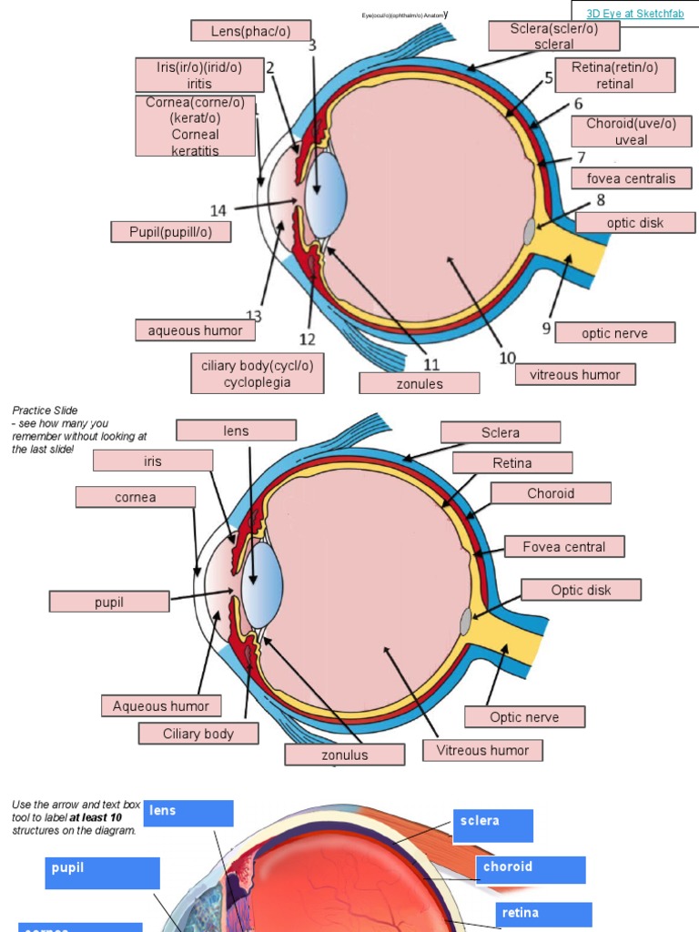Cow Eye Anatomy Overview | PDF