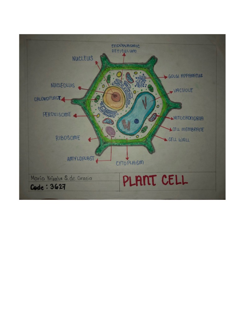 Plant Cell | PDF