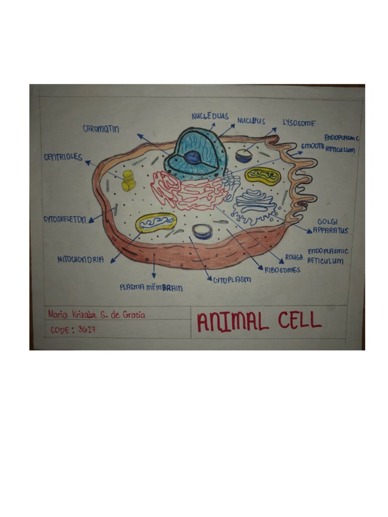 Animal Cell | PDF