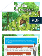 Animale Tropicale