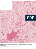 Figure 13-13 Light Micrograph of The Medulla of The Suprarenal Gland (