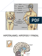 Sistema Endocrino