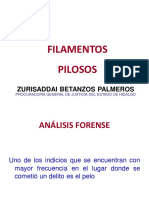 Filamentos Pilosos