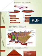 CITOLOGIA