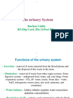 The Urinary System (A&p)