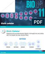 Ciclo Celular