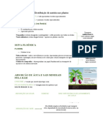 Distribuição de matéria nas plantas: tecidos de condução