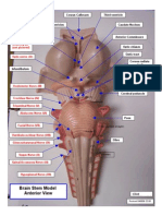 Brain Stem Model, Anterior 041208 - 1