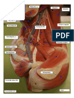 Head & Neck Model, L Lateral (Deep#1) 032008