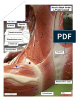 Head and Neck Model, L Posterolateral032008