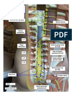 Spinal Cord, Longitudinal Section 042008