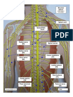 Spinal Cord, Plexuses & Peripheral Nerves 041808