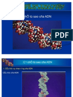 Co Che Tu Sao Cua ADN (Acid Nucleic &amp; Protein)