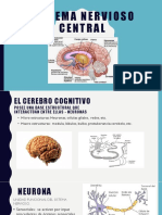 2 Sistema Nervioso Central
