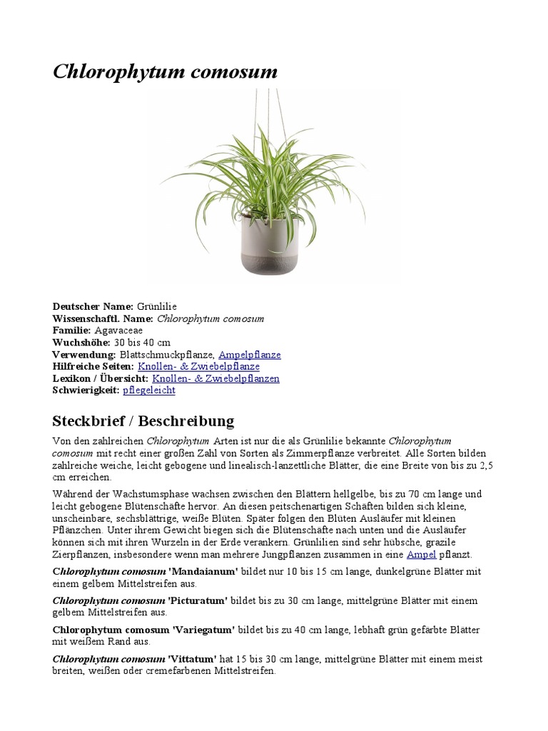 Chlorophytum Comosum | PDF
