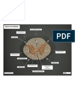 Spinal Cord Model 042308