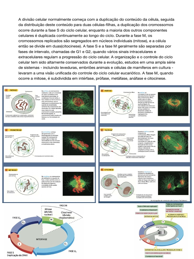 Em Branco | PDF | Ciclo de célula | Mitose