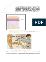 Receptores sensoriales del cuerpo humano