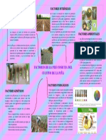 Factores que influyen en el cultivo y cosecha de piña
