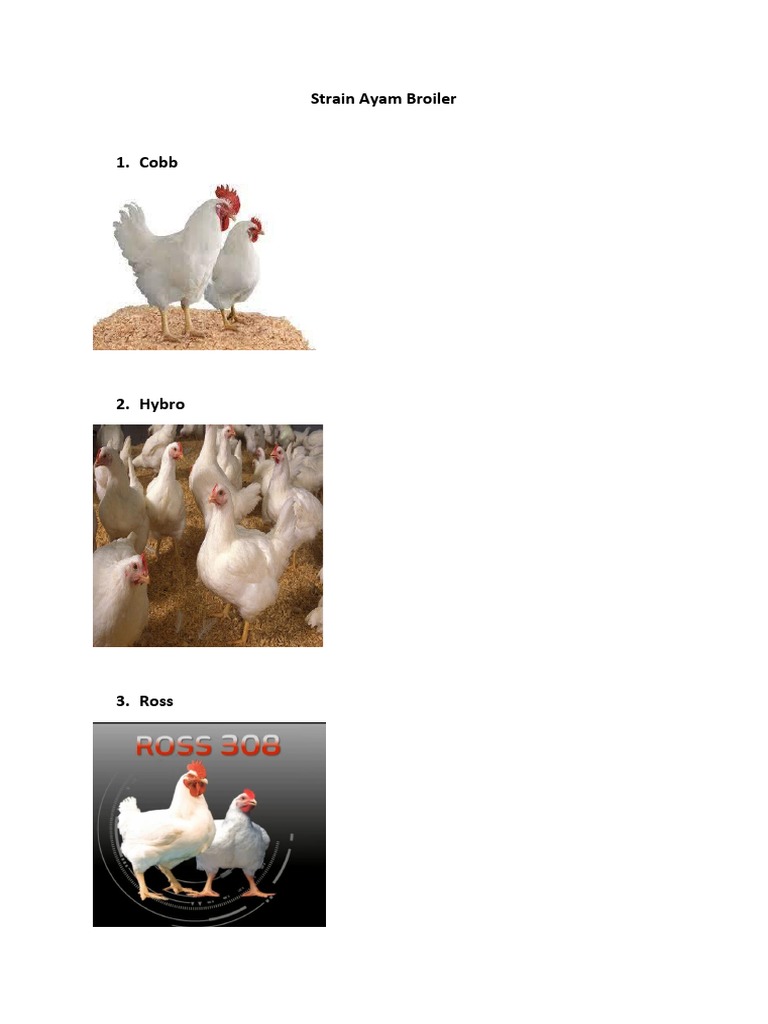 Strain Ayam Broiler PDF