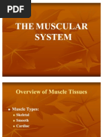 Download The Muscular System by Roel Batang SN60910249 doc pdf