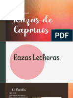 Razas Caprinas