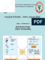 Clase 3 Fagocitosis-Inflamación