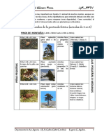 Guía de los pinos ibéricos: características y distribución