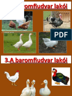 A Baromfi Udvar Lakói 2021