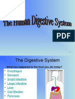 Digestive Organs