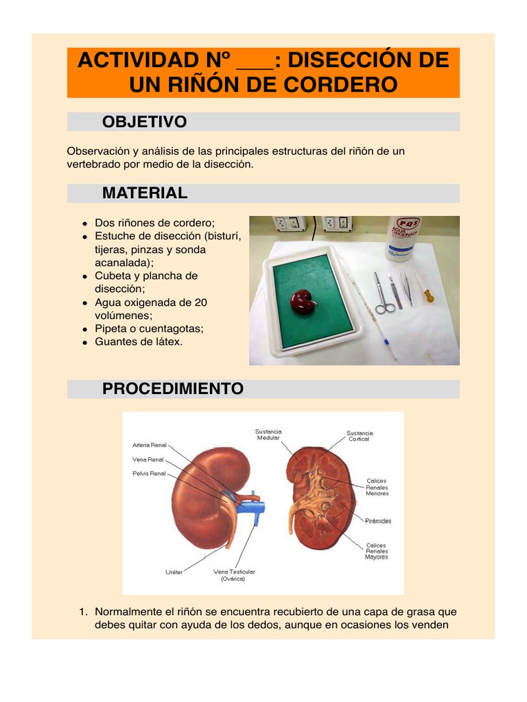Disección de Riñon | PDF