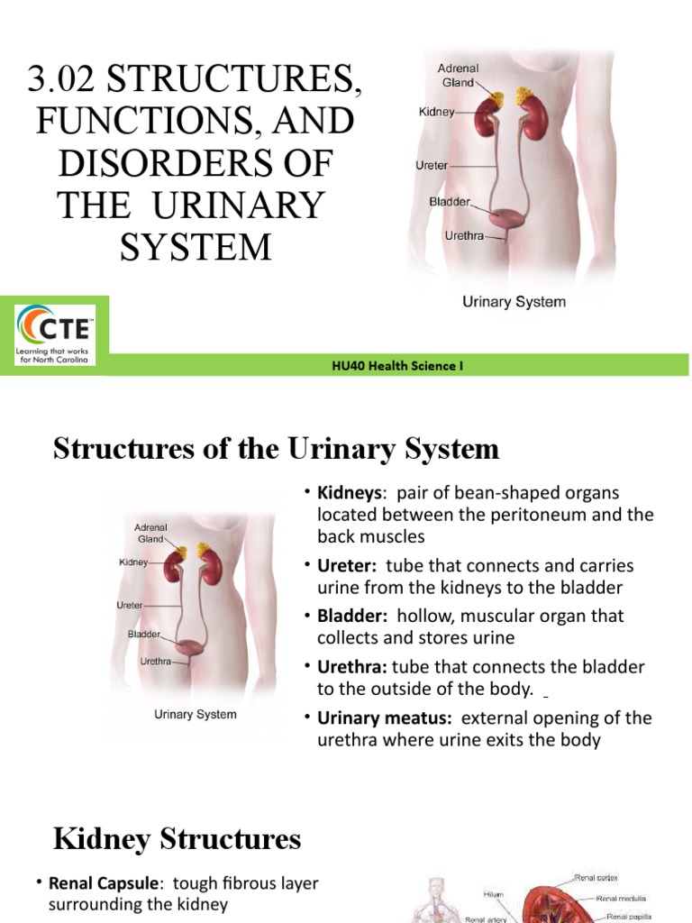 EXPLAIN THE STRUCTURE AND FUNCTION OF THE URINARY SYSTEM visual data 3