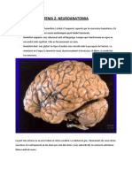 Tema 2 - Neuroanatomia